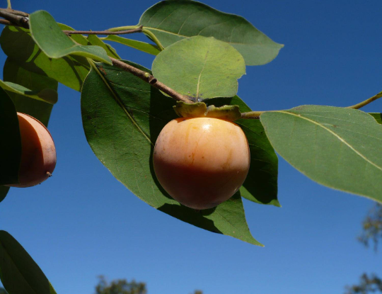 persimmon plant from seed American Persimmon 10 Seeds Diospyros virginiana – R&B Floridaseeds