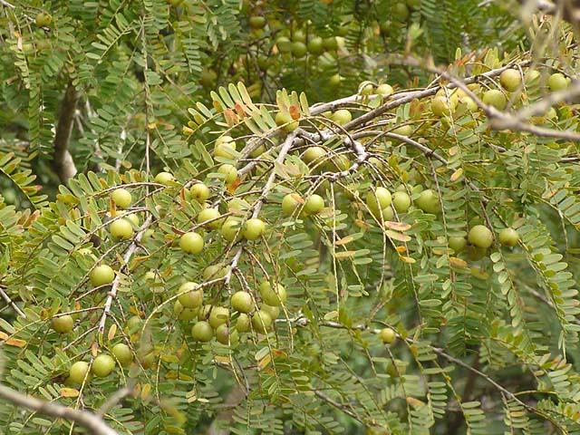 Indian Gooseberry 20 Seeds Phyllanthus emblica