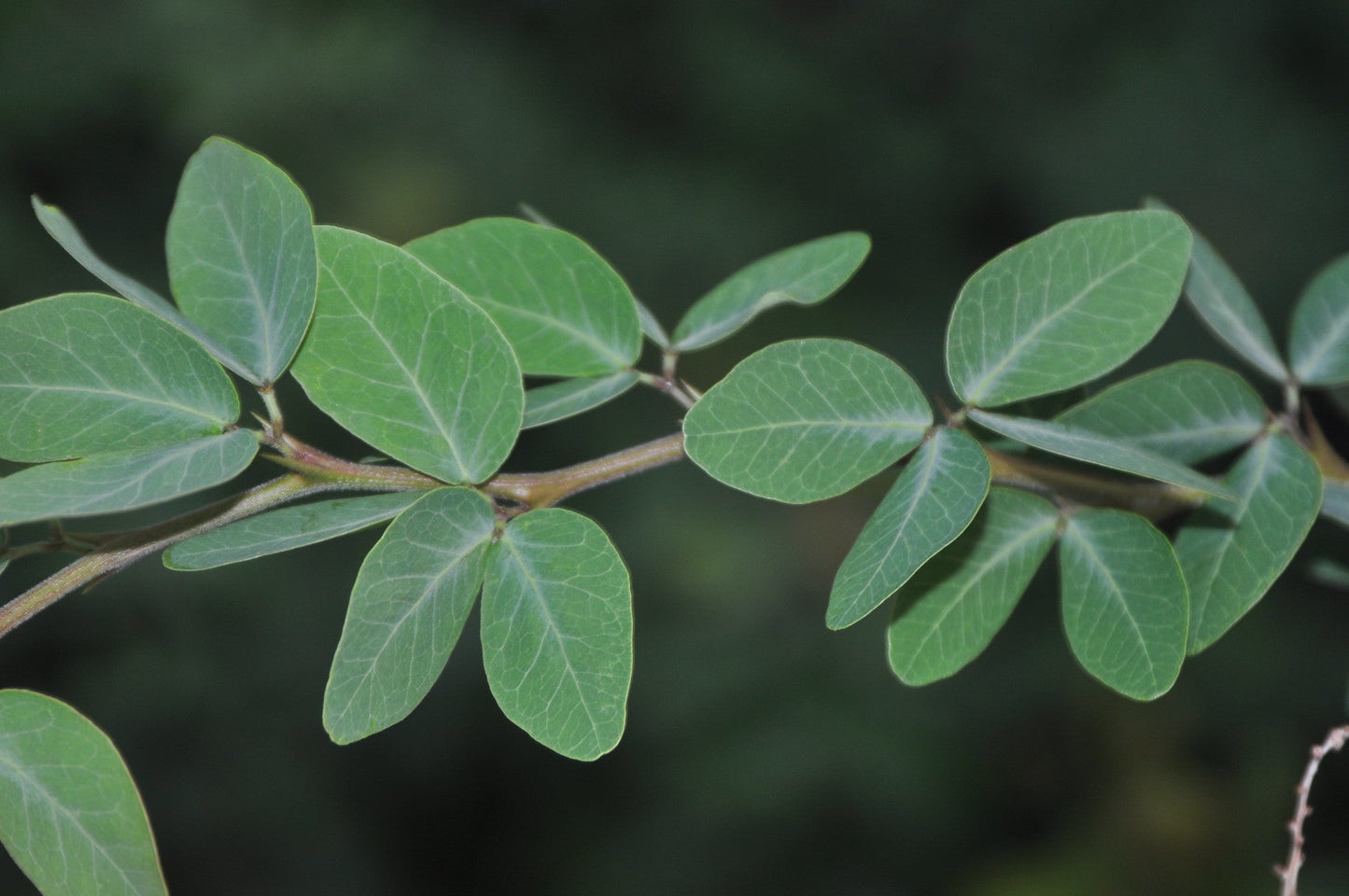 Manila Tamarind Pithecellobium dulce 20 Seeds   USA Company