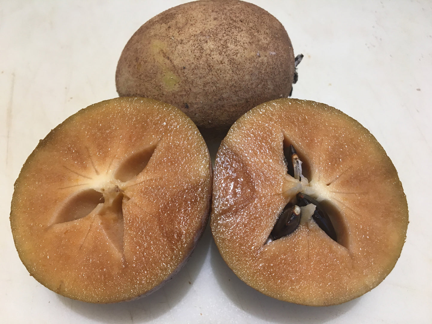 Sapodilla Manilkara zapota 10 Seeds  USA Company