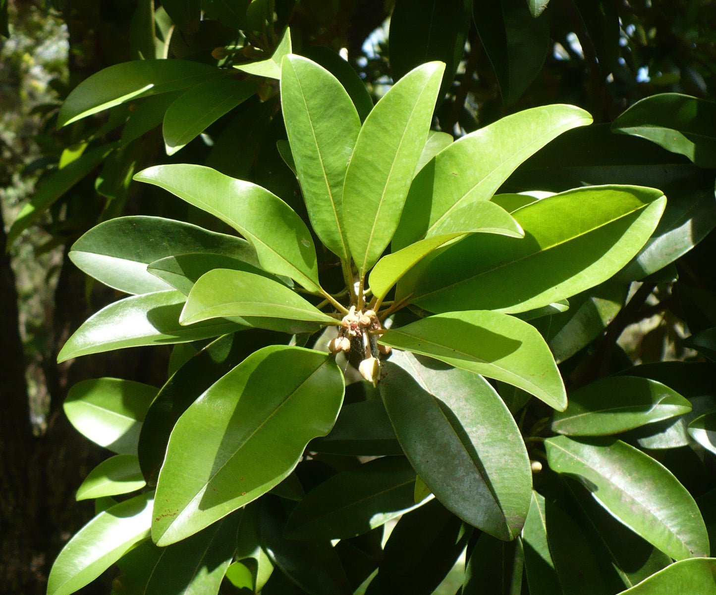 Sapodilla Manilkara zapota 10 Seeds  USA Company