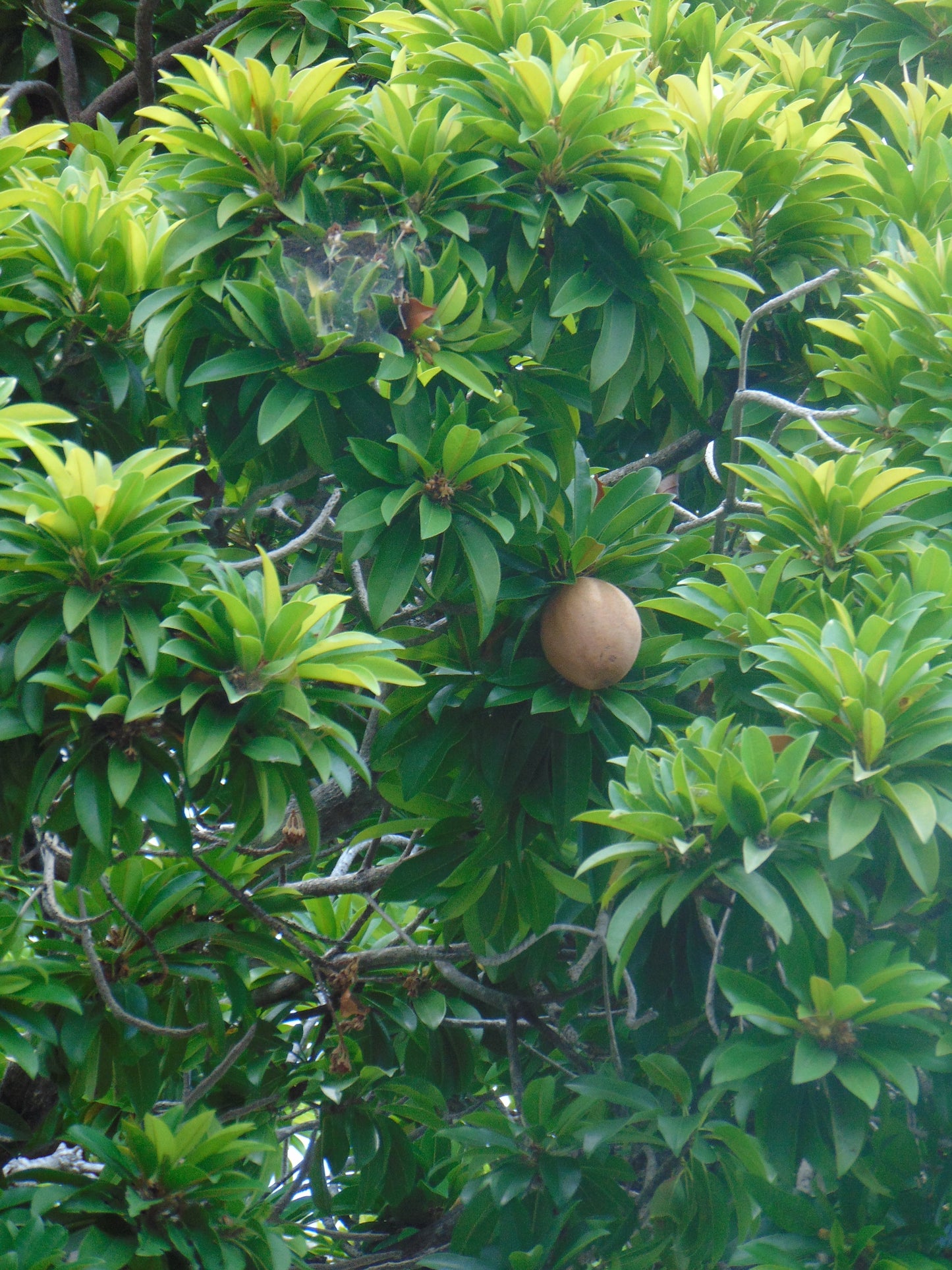 Sapodilla Manilkara zapota 10 Seeds  USA Company