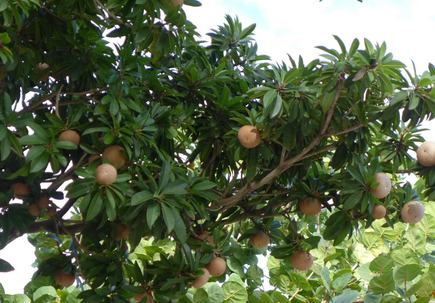 Sapodilla Manilkara zapota 10 Seeds  USA Company