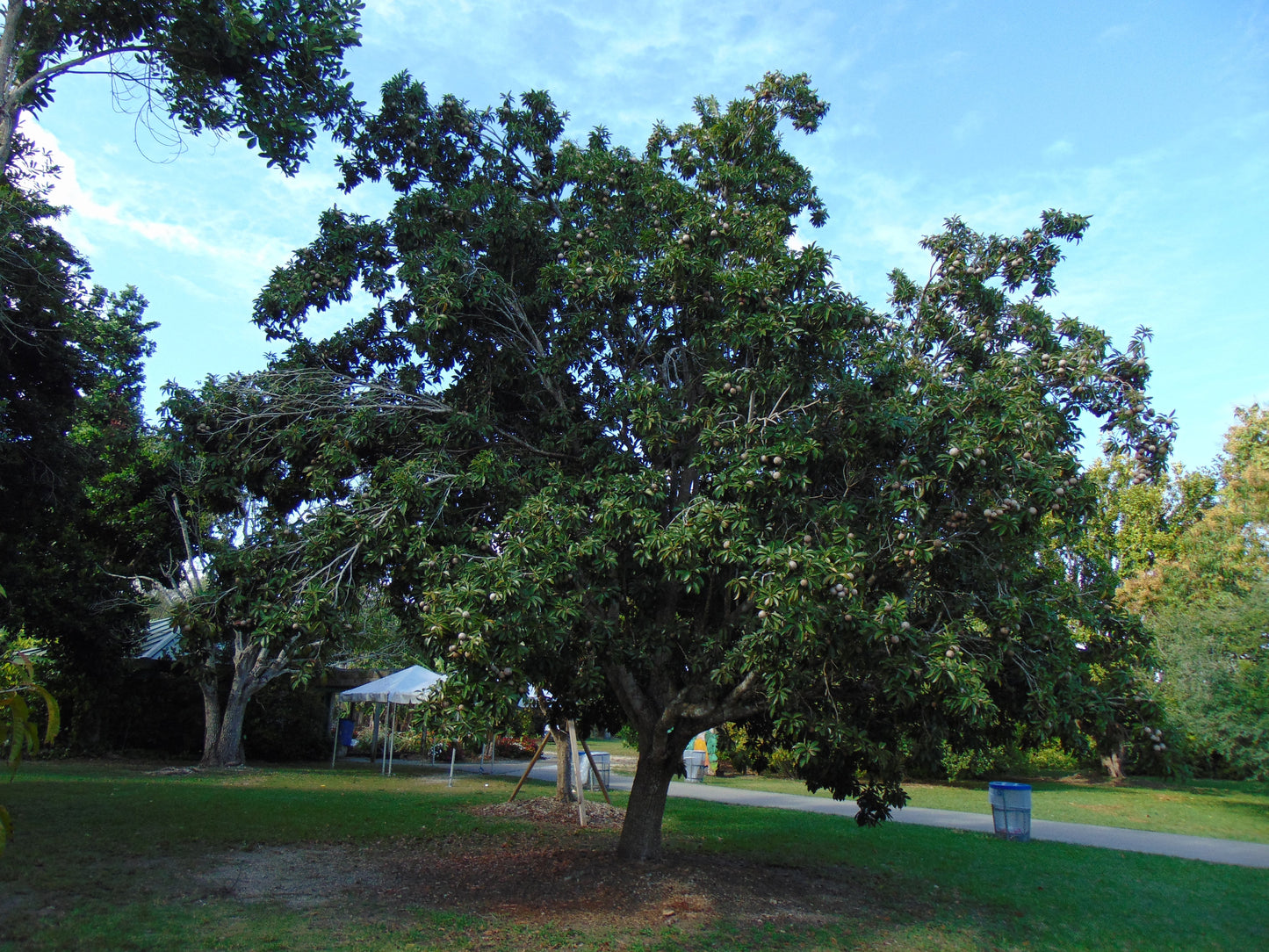 Sapodilla Manilkara zapota 10 Seeds