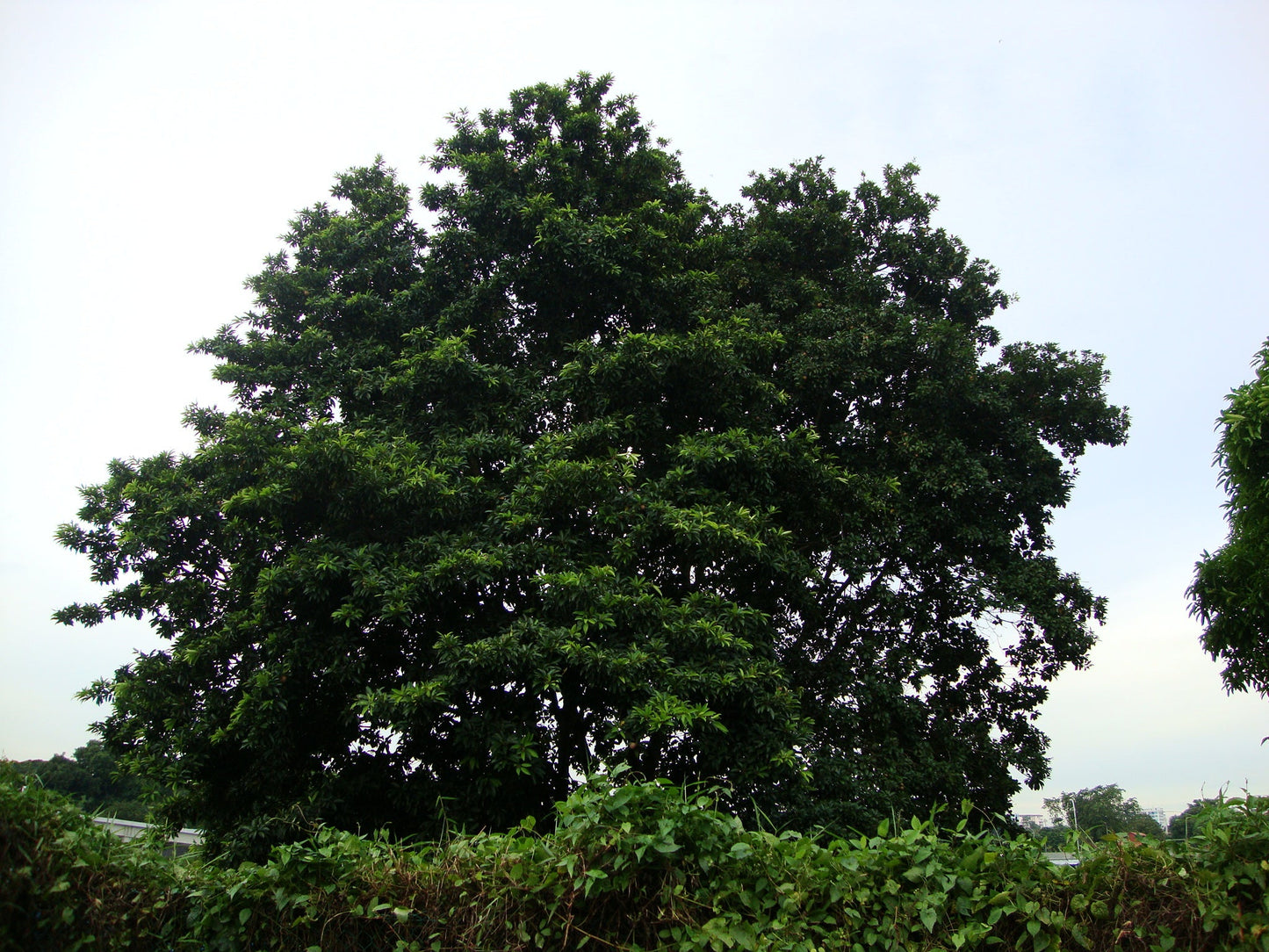 Sapodilla Manilkara zapota 10 Seeds  USA Company