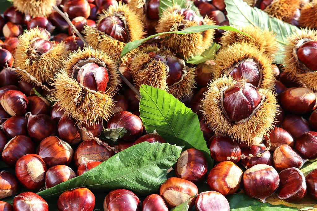 Sweet Chestnut Castanea sativa 5 Seeds  USA Company