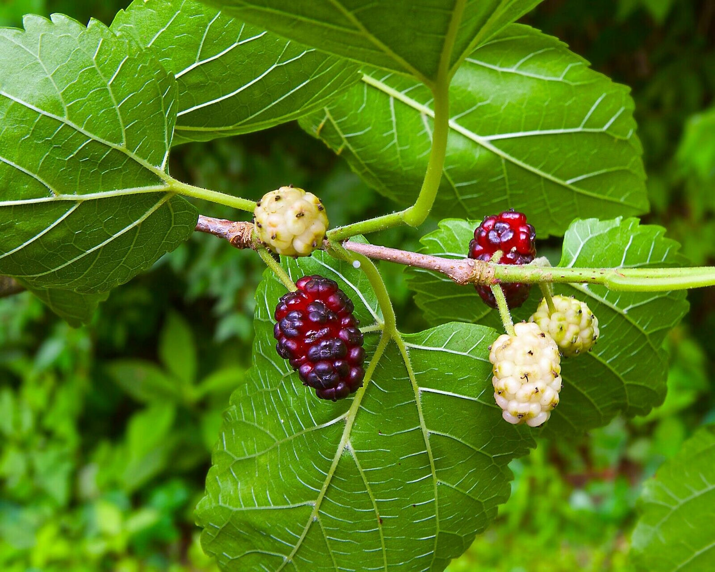 White Mulberry Morus alba 1000 Seeds  USA Company