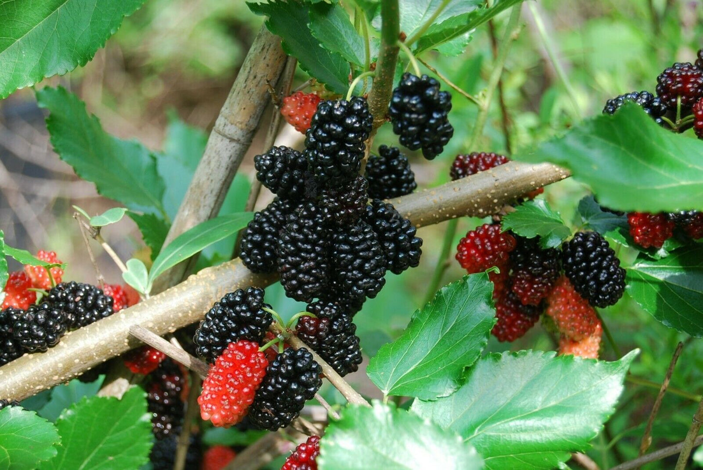 White Mulberry Morus alba 1000 Seeds  USA Company