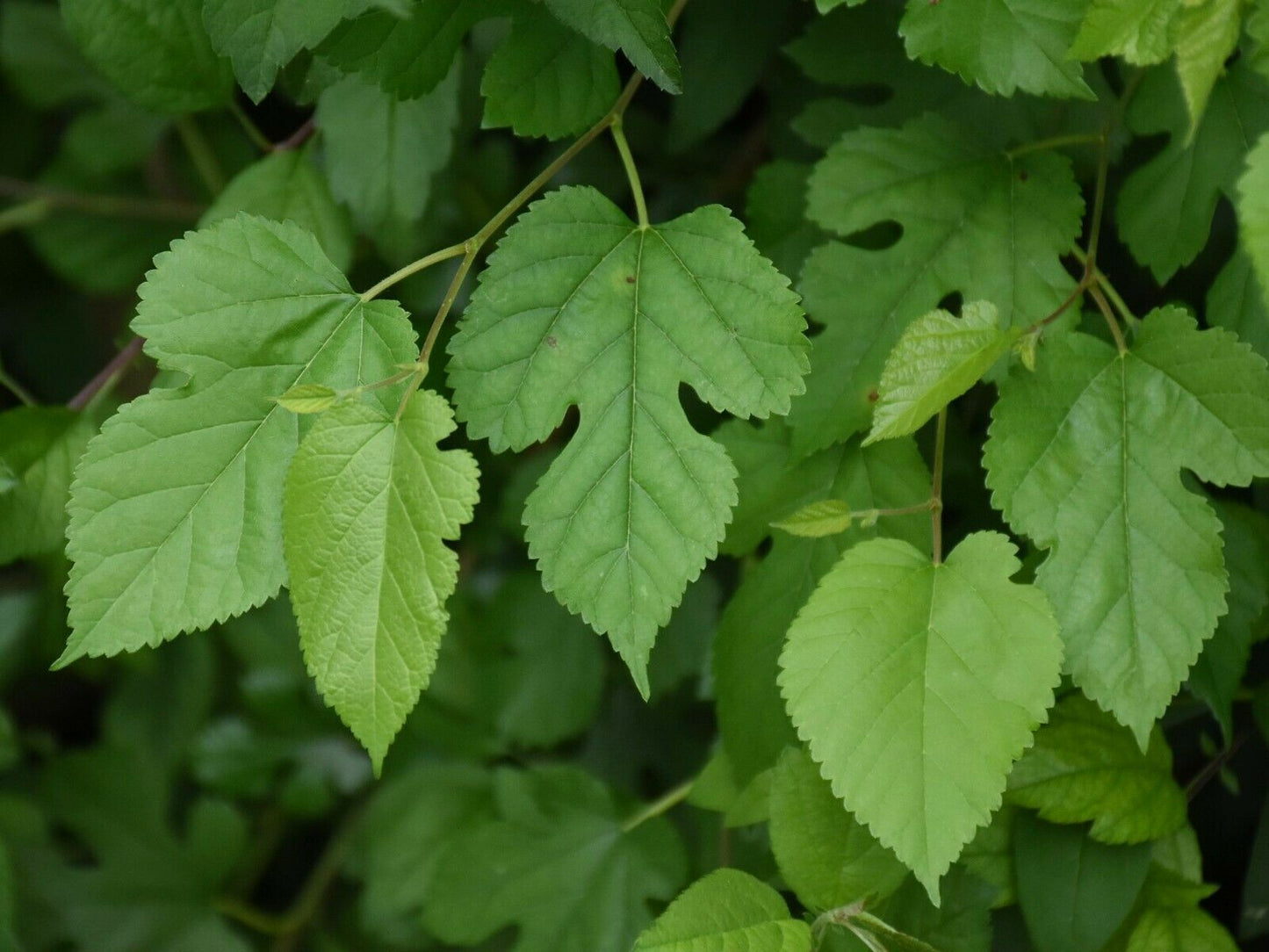 White Mulberry Morus alba 1000 Seeds  USA Company