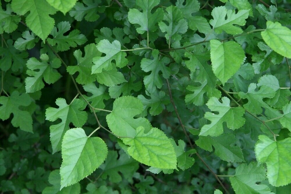 White Mulberry Morus alba 1000 Seeds  USA Company