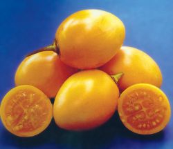 Yellow Tamarillo Tree Tomato Cyphomandra betacea 20 Seeds  USA Company