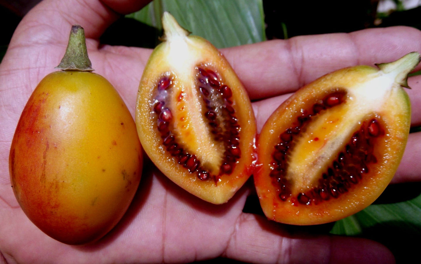 Yellow Tamarillo Tree Tomato Cyphomandra betacea 20 Seeds  USA Company