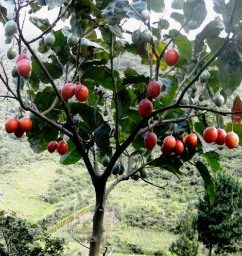 Yellow Tamarillo Tree Tomato Cyphomandra betacea 20 Seeds  USA Company