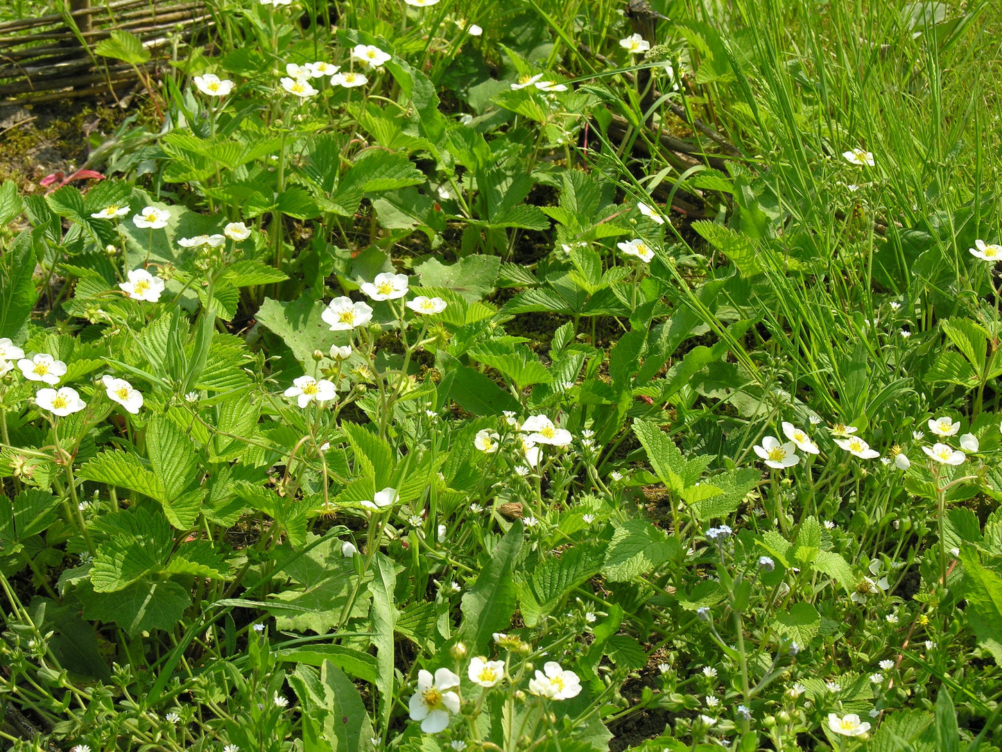 Wild Strawberry Fragaria vesca 100 Seeds