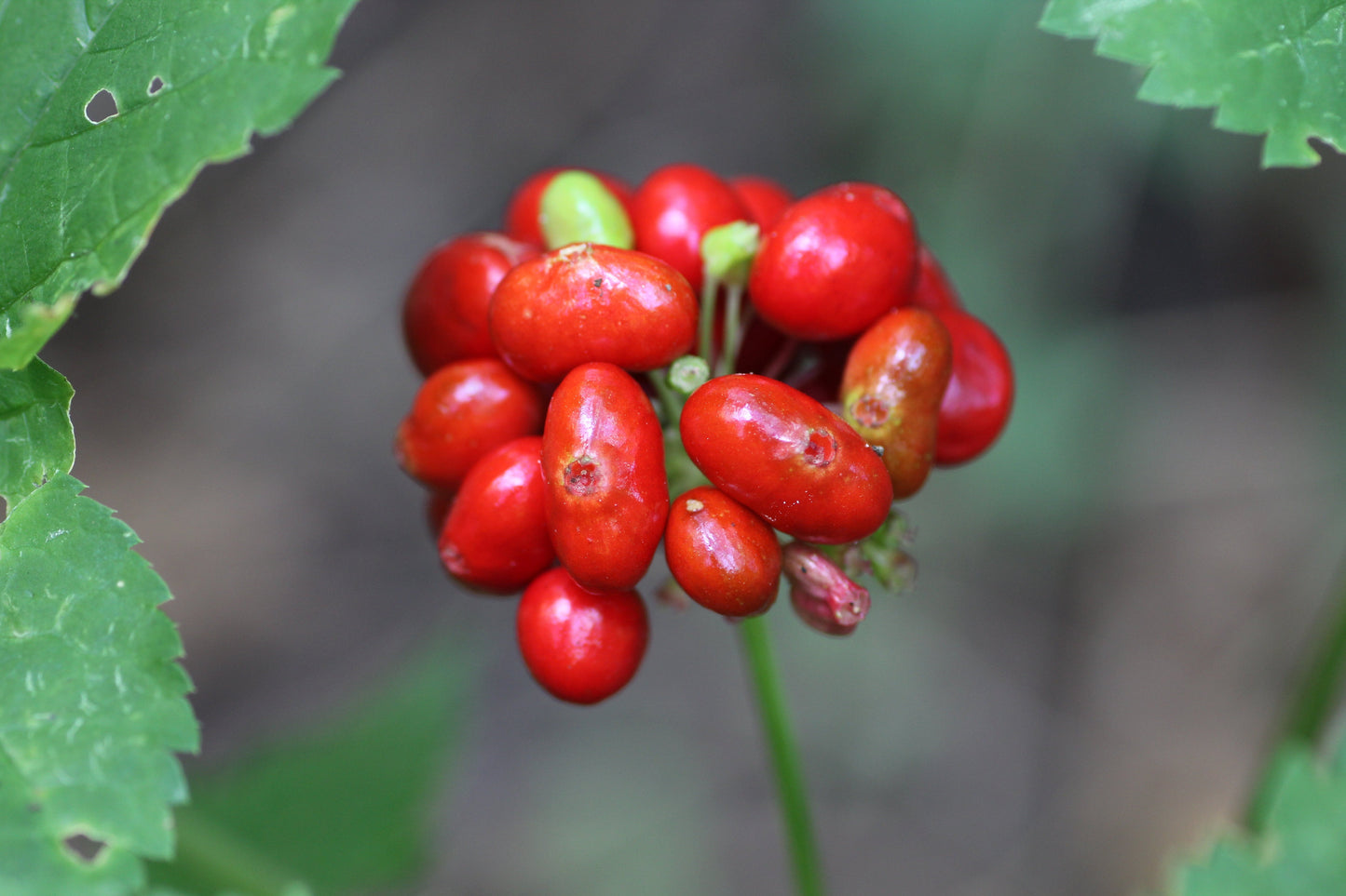 American Ginseng Panax quinquefolius 100 Seeds