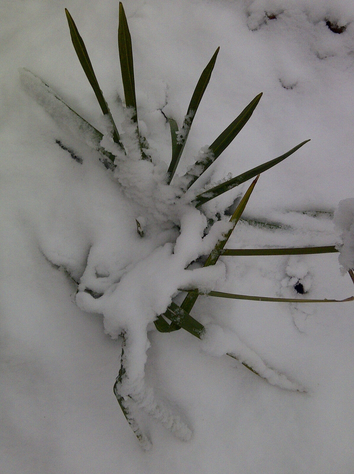 Dwarf Palmetto Sabal minor 20 Seeds