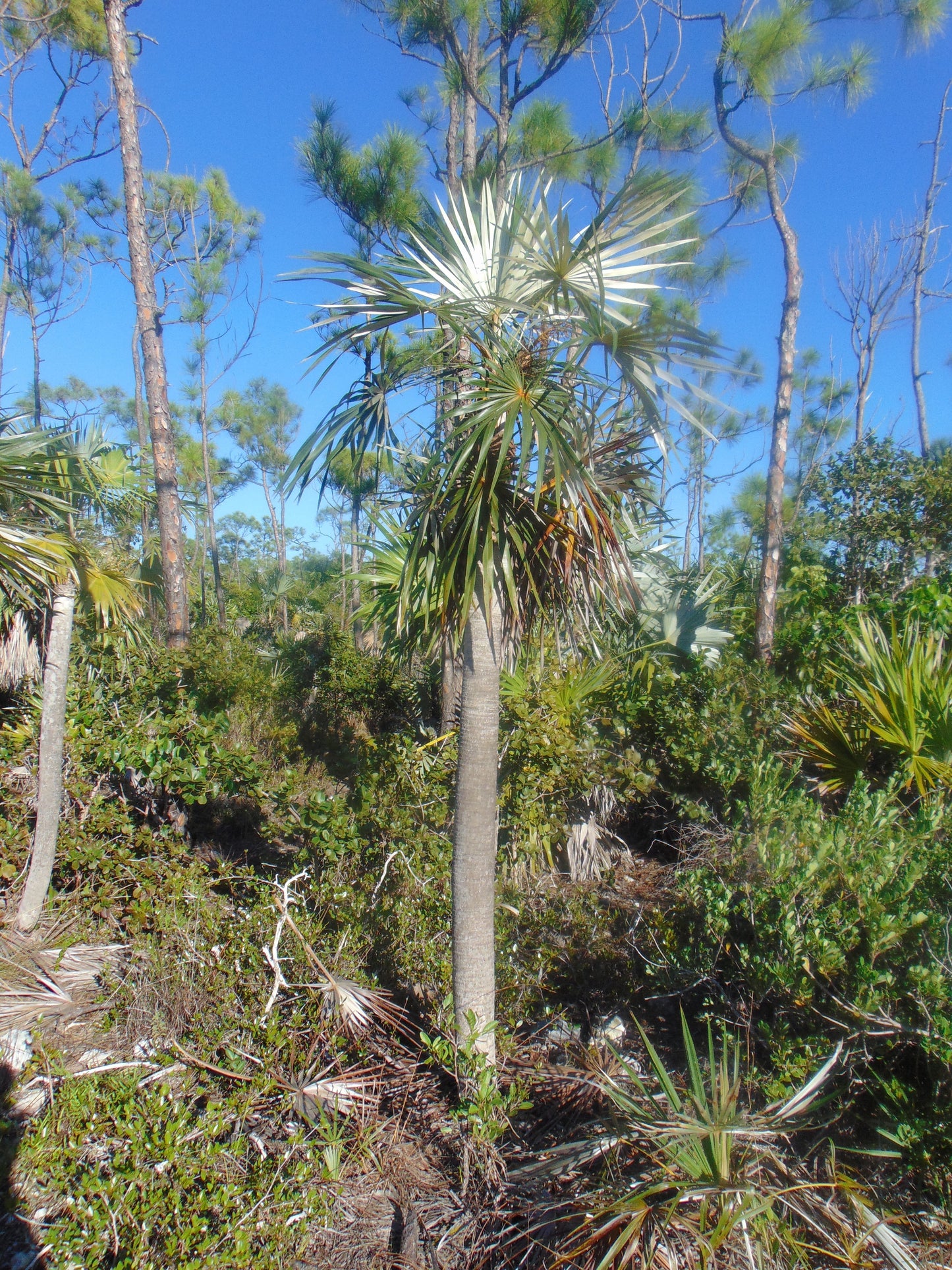 Florida Silver Palm Coccothrinax argentata 200 Seeds  USA Company