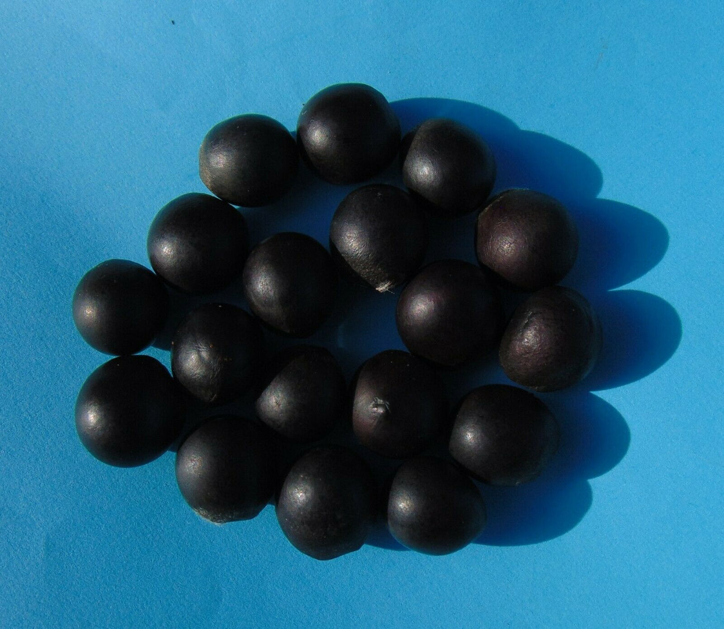 Florida Soapberry Sapindus marginatus 10 Seeds