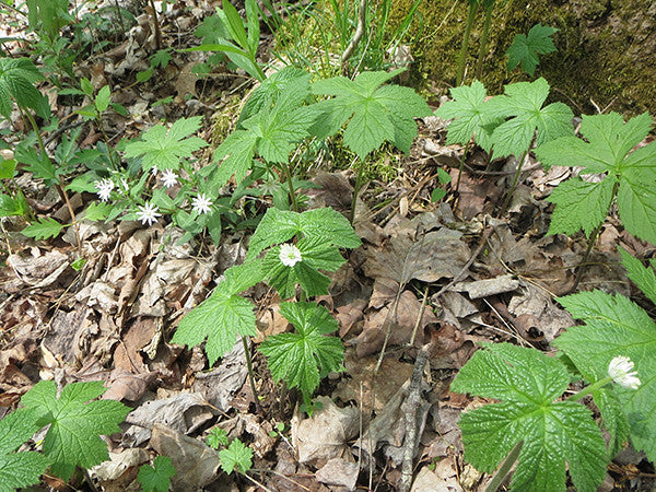 Goldenseal Hydrastis canadensis 5 Seeds  USA Company