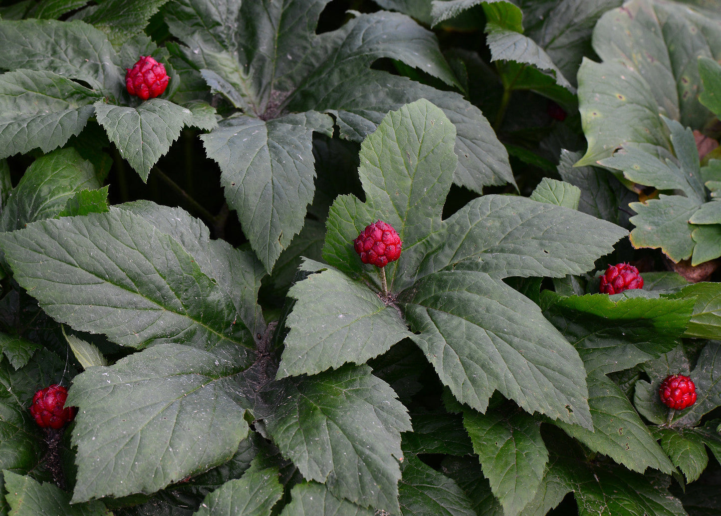 Goldenseal Hydrastis canadensis 5 Seeds  USA Company