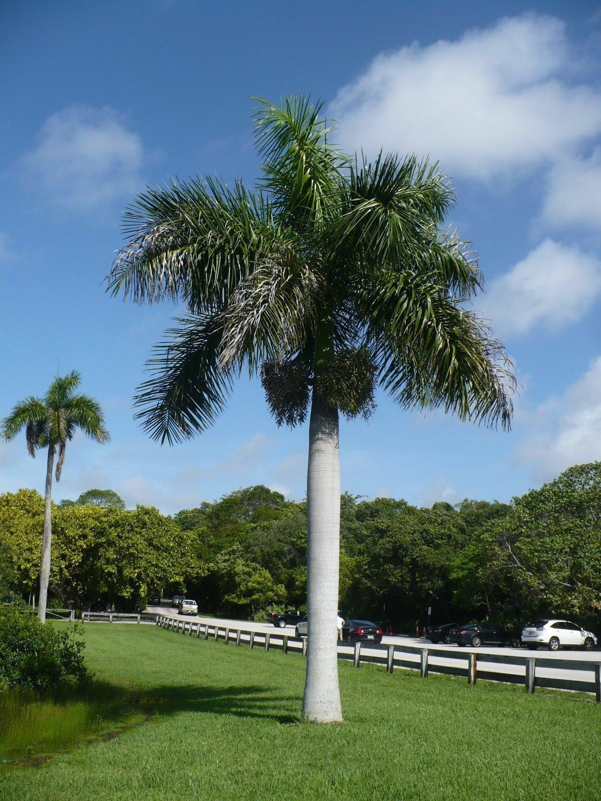 Royal Palm Roystonea regia 20 Seeds – R&B Floridaseeds