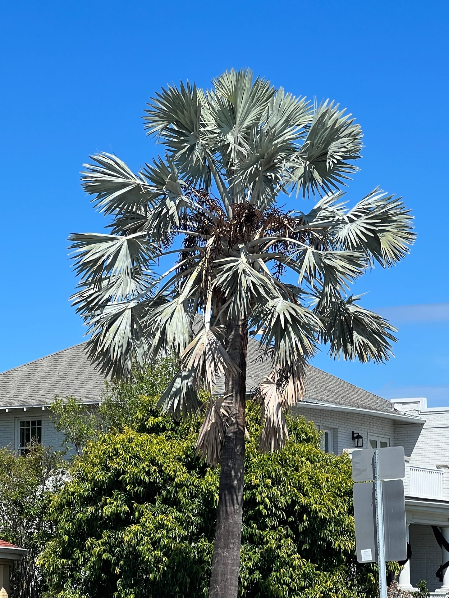 Bismarck Palm Bismarckia nobilis 10 Seeds