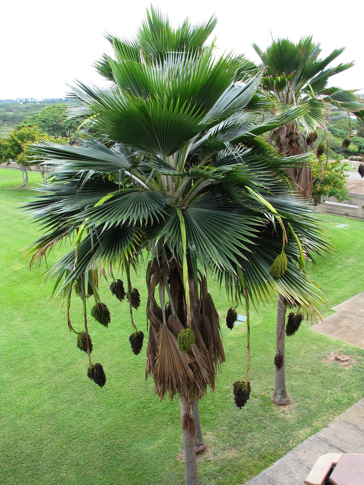 fiji palm plant Fiji Fan Palm 5 Seeds Pritchardia thurstonii – R&B Floridaseeds