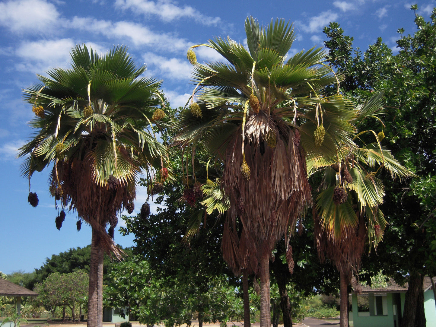 Fiji Fan Palm 5 Seeds Pritchardia thurstonii