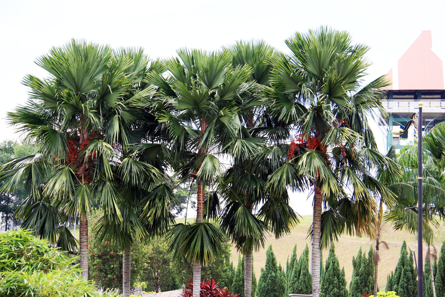 Footstool Palm Saribus rotundifolius 10 Seeds  USA Company