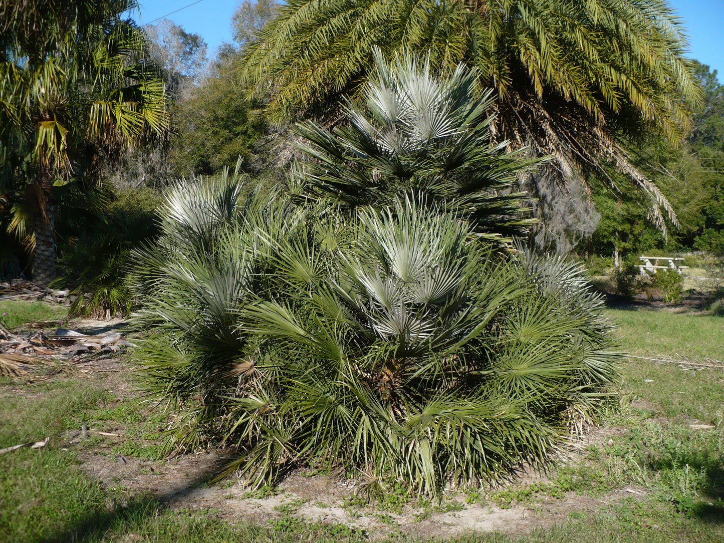 Mediterranean Fan Palm 10 Seeds Chamaerops humilis
