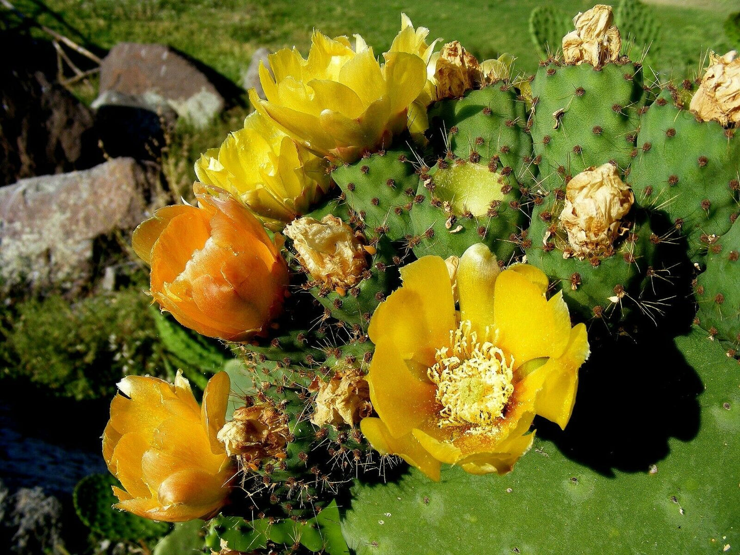 Prickly Pear Opuntia ficus-indica 200 Seeds  USA Company
