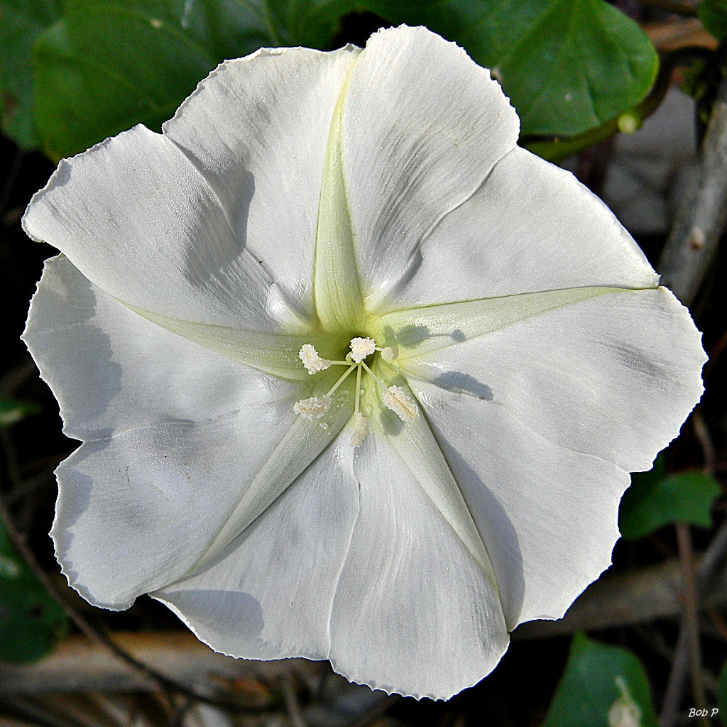 moon flower seeds Moonflower Ipomoea alba 20 Seeds – R&B Floridaseeds
