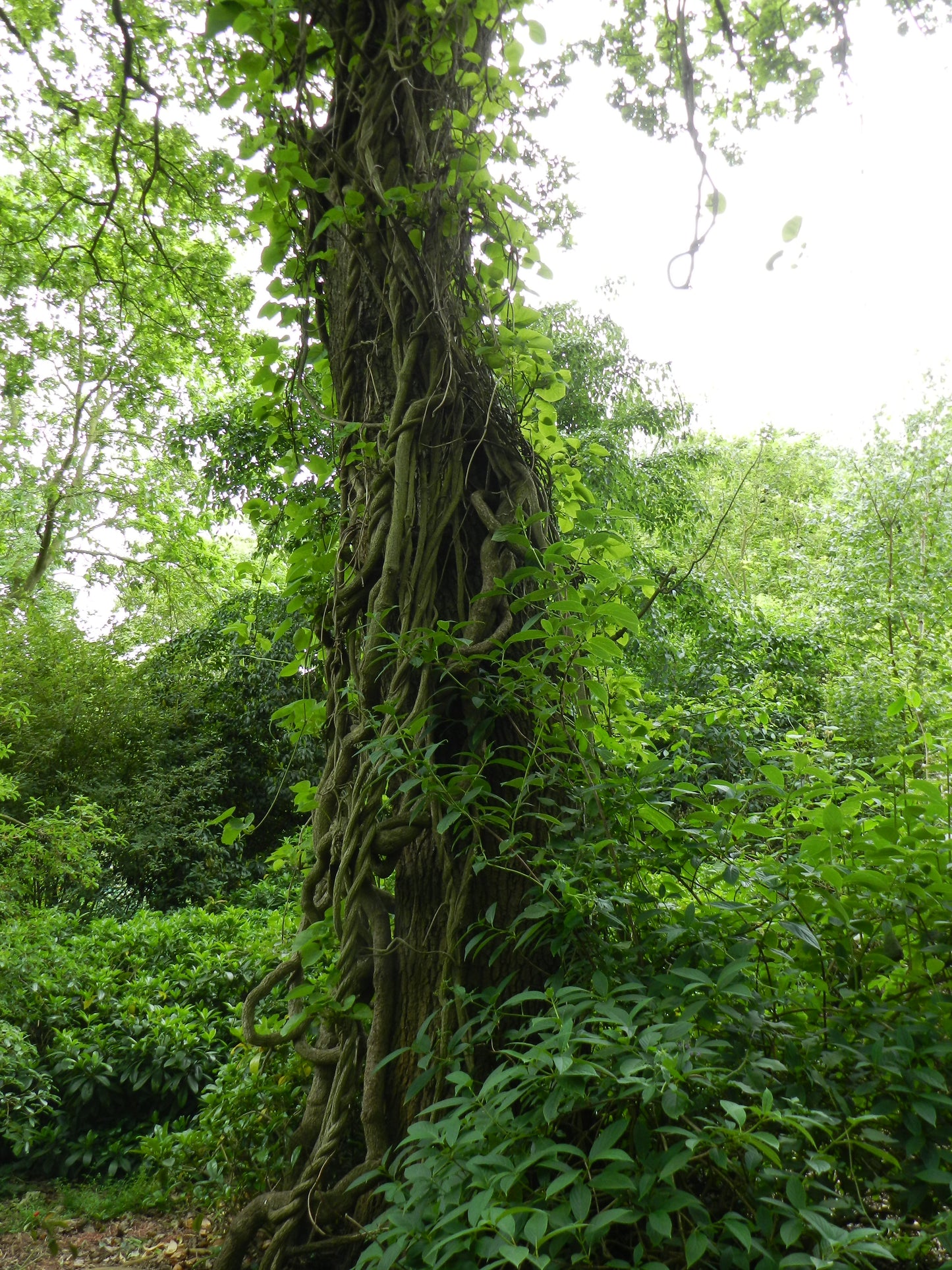 Manchurian Dutchman's Pipe 10 Seeds Aristolochia Manchuriensis