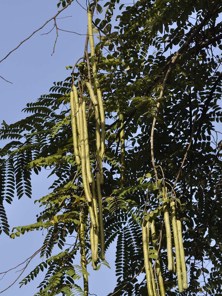 Java Cassia 10 Seeds Cassia javanica