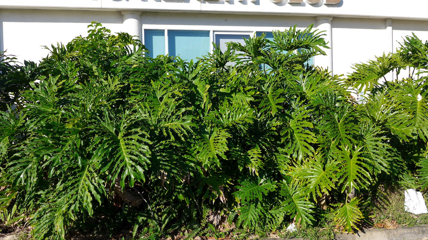 Tree Philodendron Philodendron selloum 100 Seeds