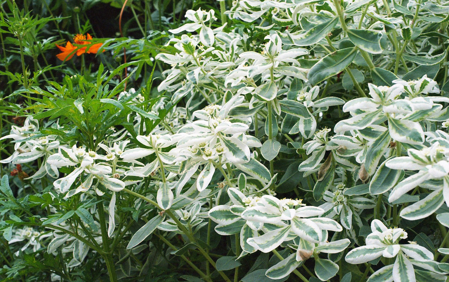 Snow-on-the-Mountain Euphorbia marginata 100 Seeds