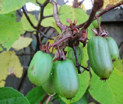 Variegated Kiwi Actinidia kolomikta 20 Seeds