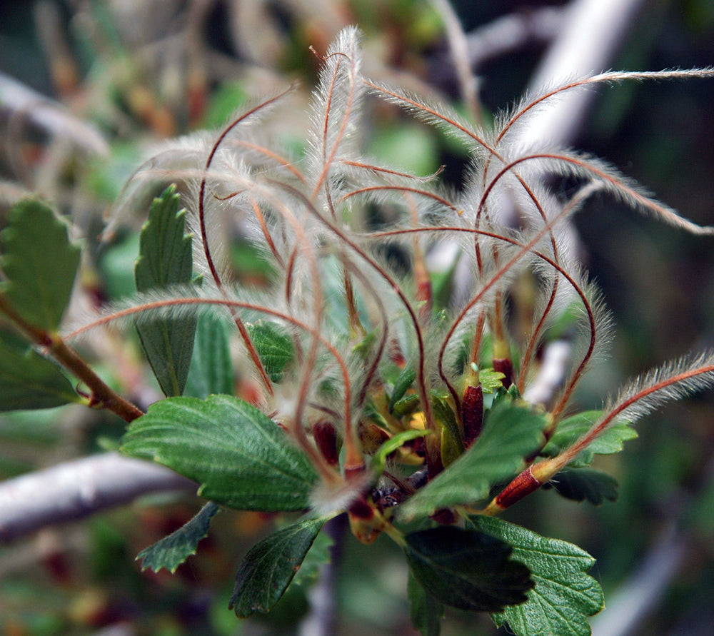 mahogany plant seeds Mountain Mahogany 10 Seeds Cercocarpus montanus – R&B Floridaseeds