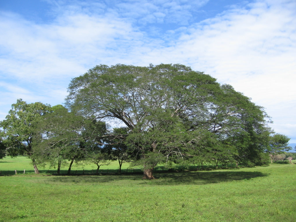Guanacaste Enterolobium cyclocarpum 10 Seeds