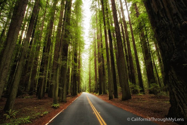 Coast Redwood  Sequoia sempervirens  100 Seeds  USA Company