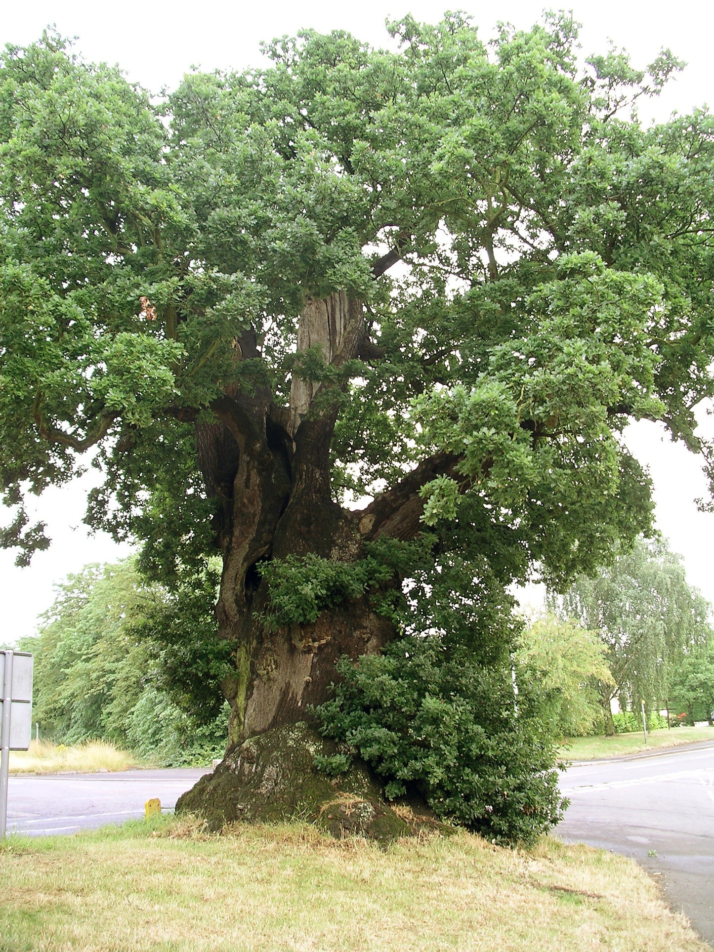 English Oak 5 Seeds Quercus robur