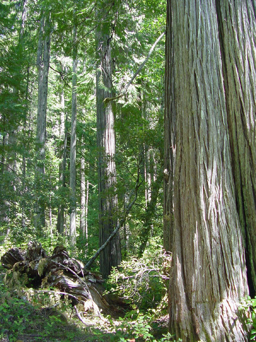 Port Orford Cedar 100 Seeds Chamaecyparis lawsoniana