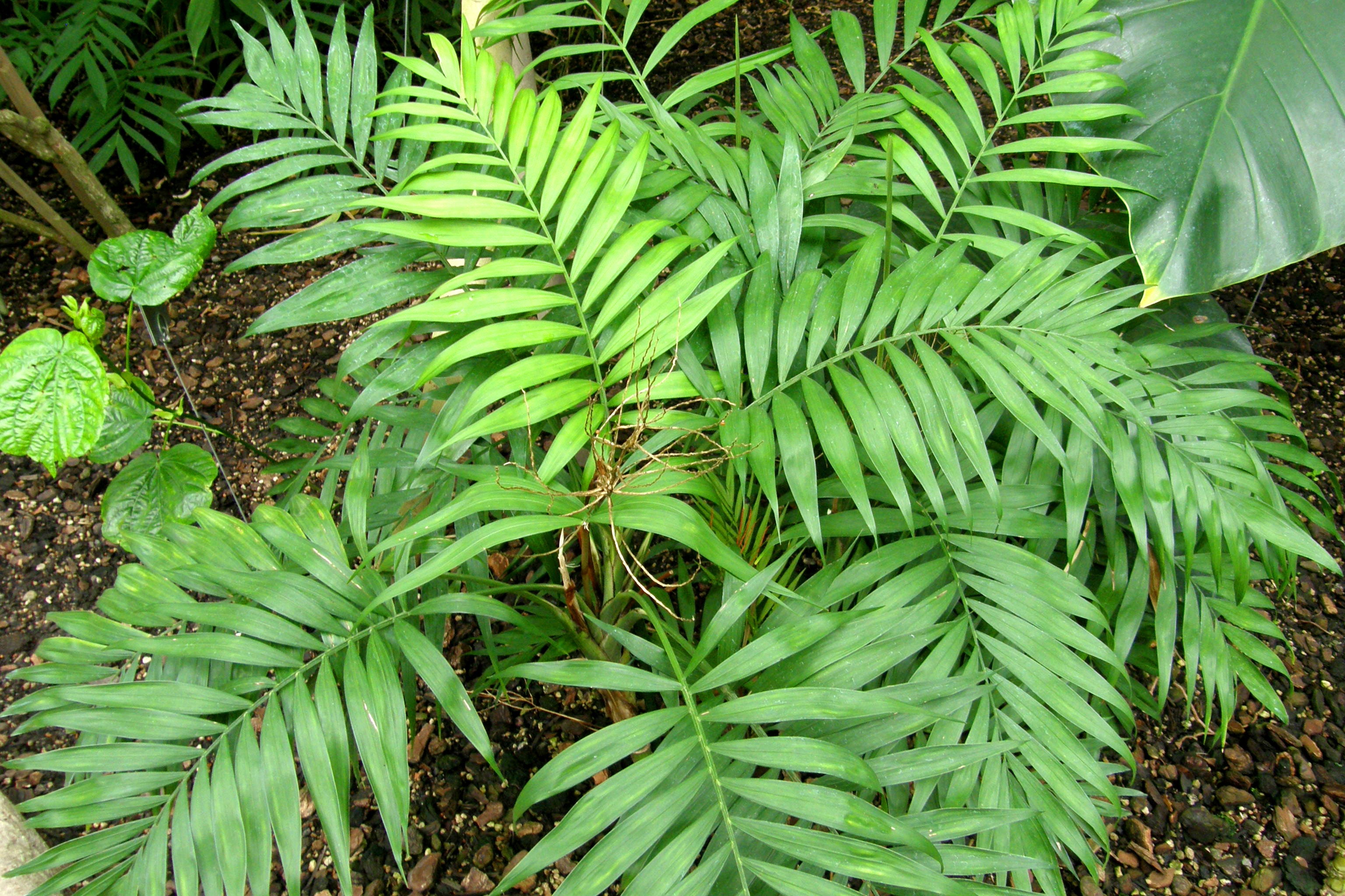 parlor palm seeds Parlor Palm 20 Seeds Chamaedorea elegans – R&B Floridaseeds