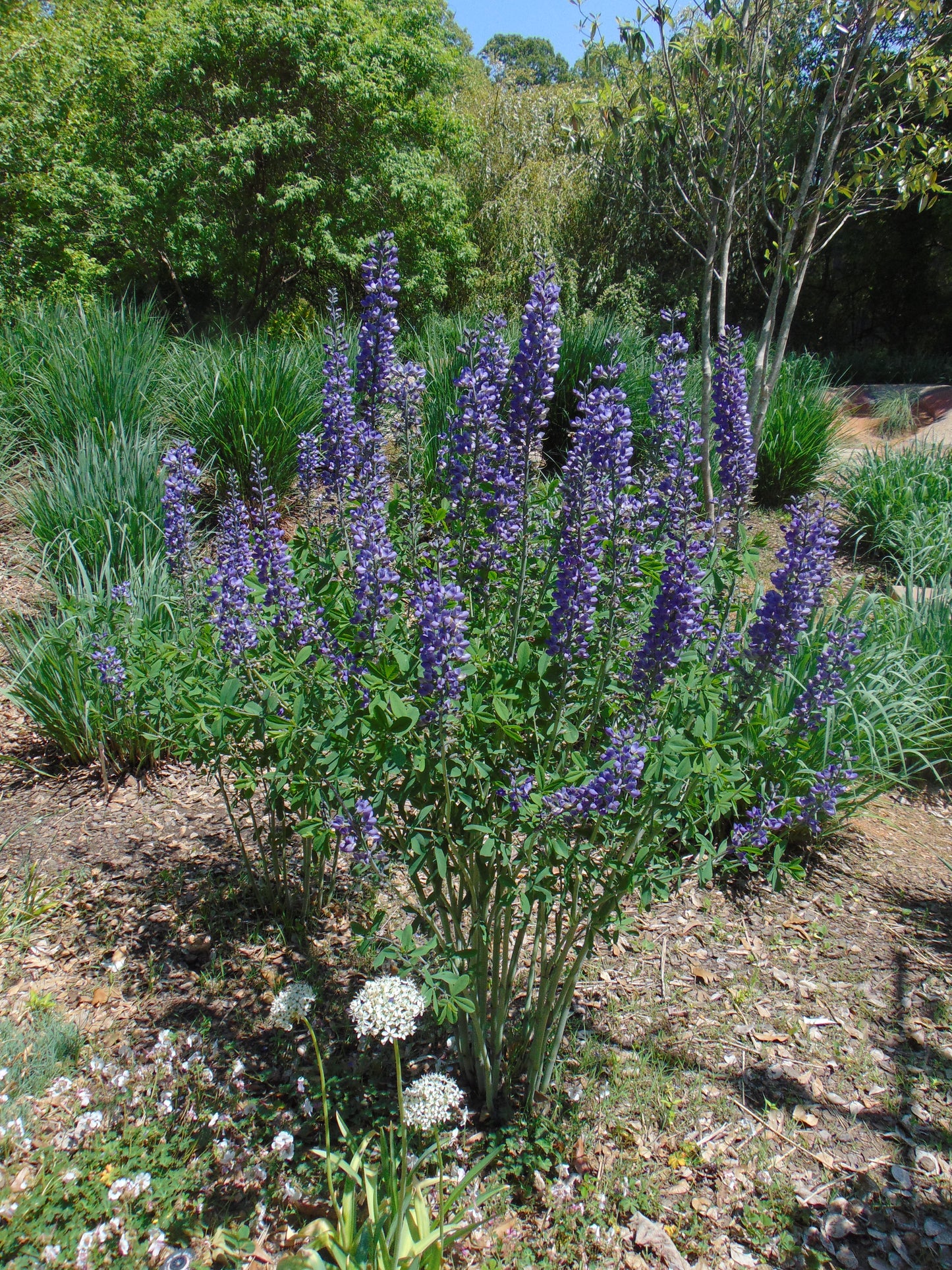Blue False Indigo 100 Seeds Baptisia australis