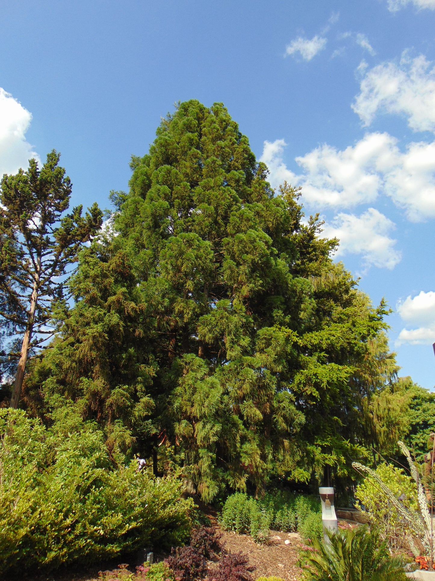 Japanese Cedar Cryptomeria japonica 100 Seeds  USA Company