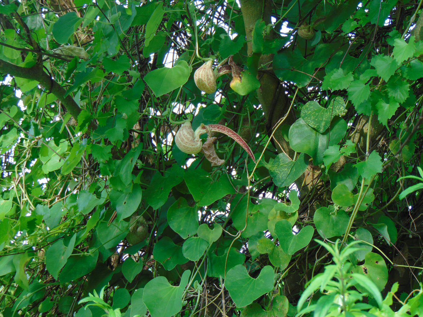 Mottled Dutchmans Pipe Aristolochia ringens 20 Seeds   USA Company