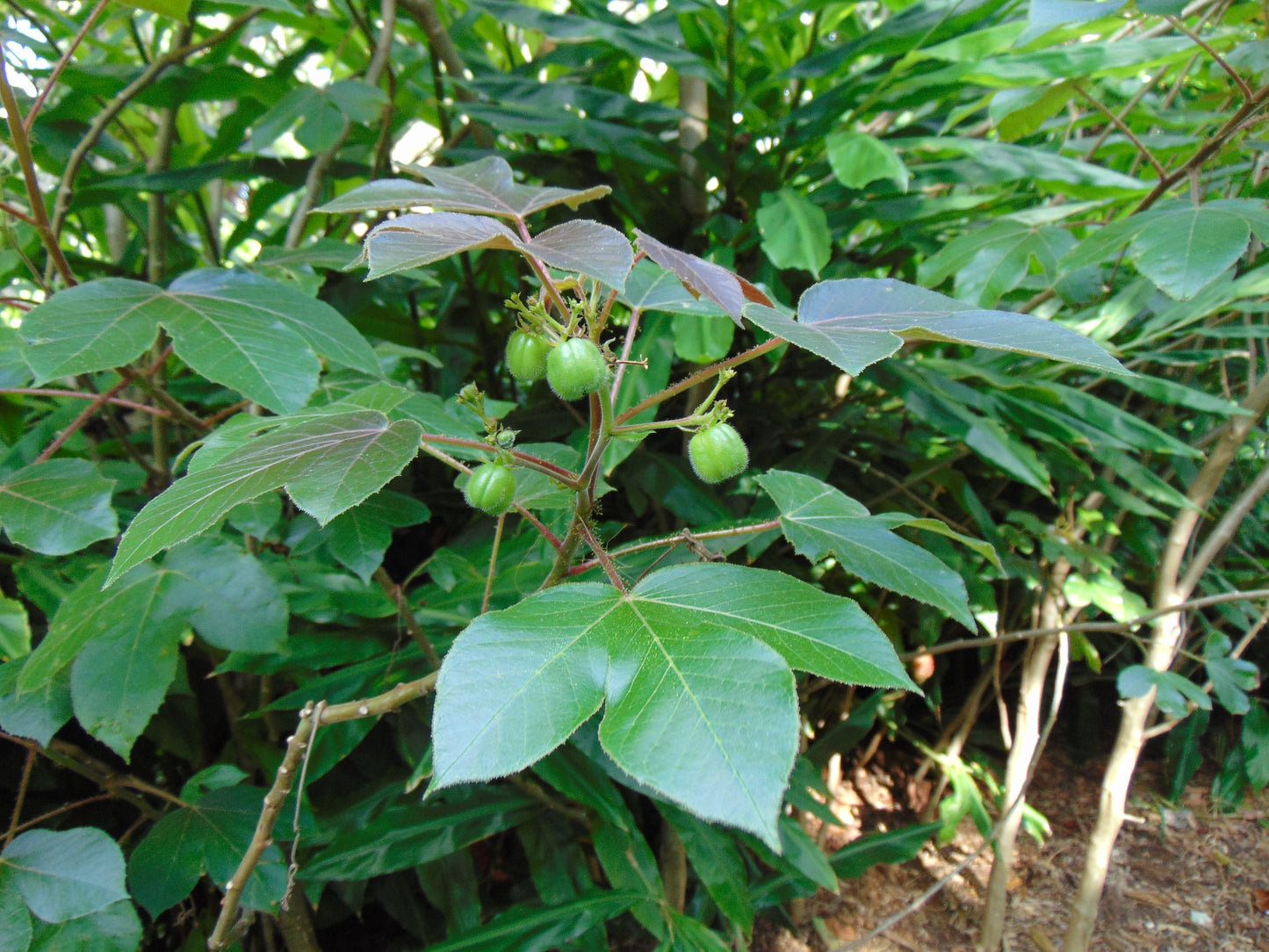 Cotton Leaf Physic Nut Jatropha gossypifolia 5 Seeds  USA Company
