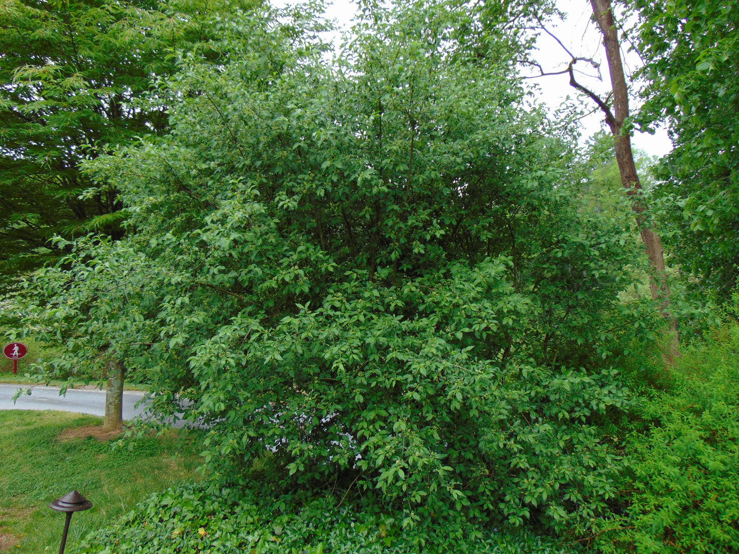 European Spindle Tree Euonymus europaeus 100 Seeds  USA Company