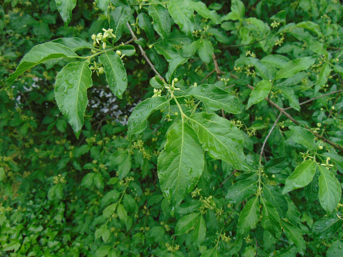 European Spindle Tree Euonymus europaeus 100 Seeds  USA Company