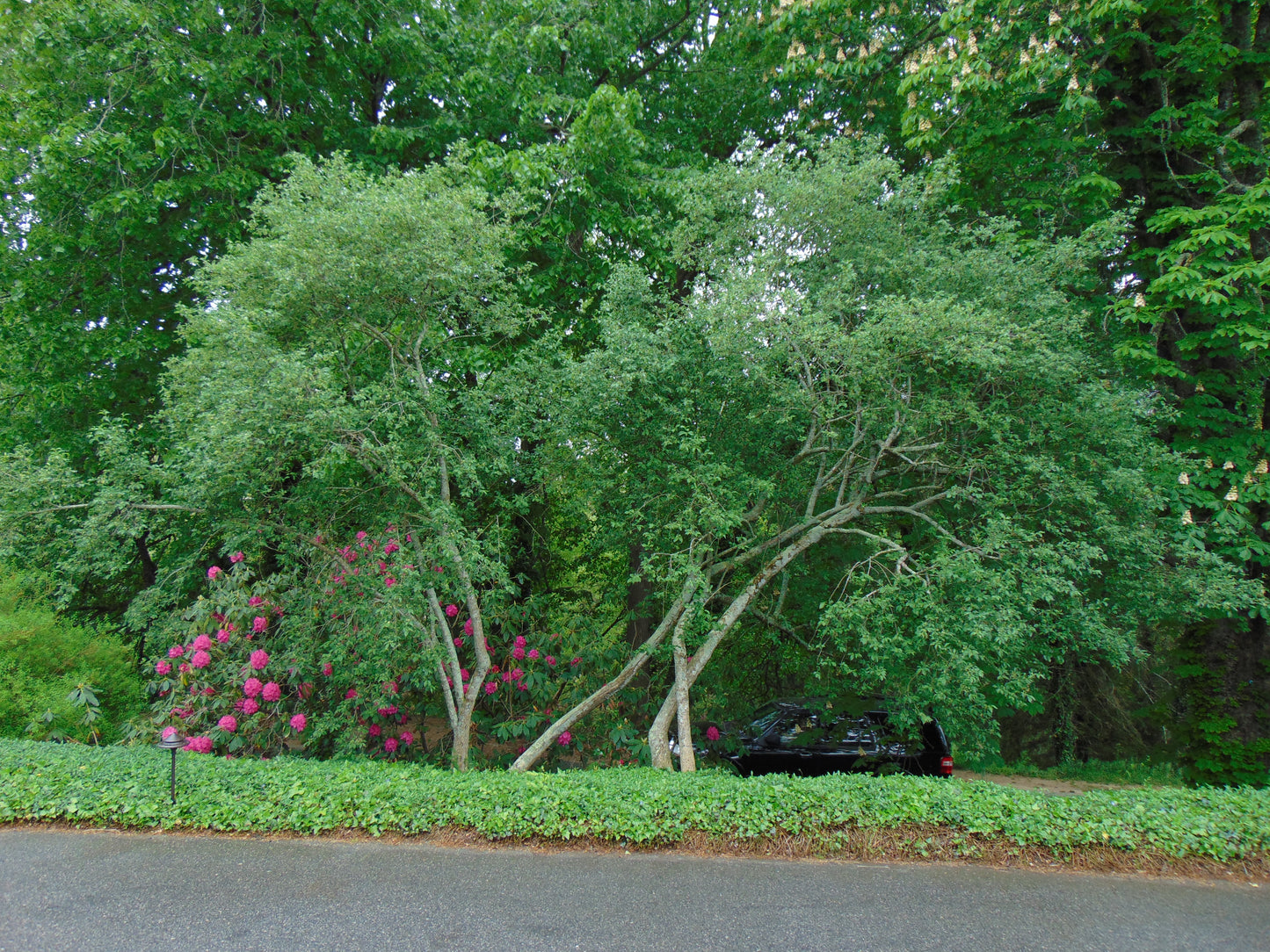 European Spindle Tree Euonymus europaeus 100 Seeds